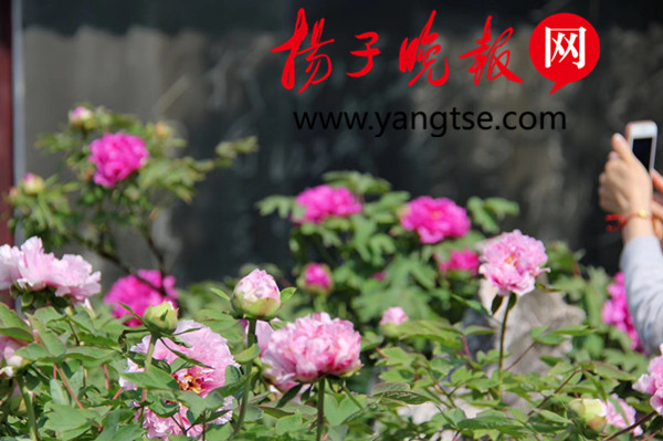镇江文苑
