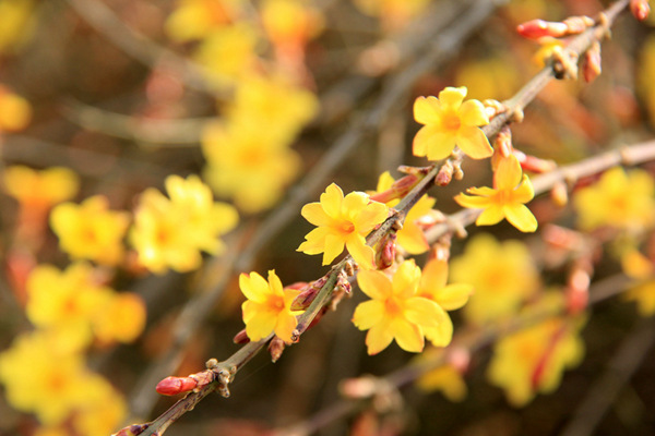 ������Ԥ��һ��